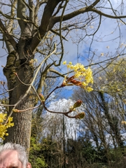 Acer platanoides