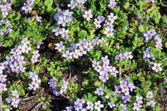 Chaenostoma campanulatum