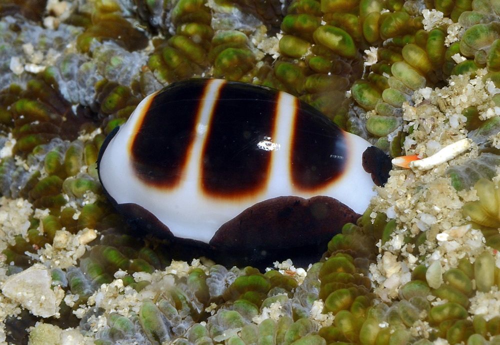 Little Ass Cowrie