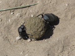 Canthon pilularius