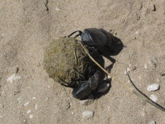 Canthon pilularius