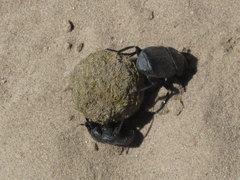 Canthon pilularius
