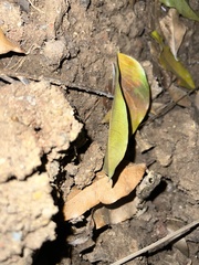 Duttaphrynus melanostictus