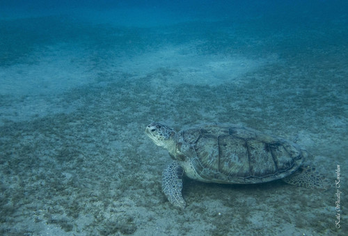 Green Sea Turtle — seen at this dive site