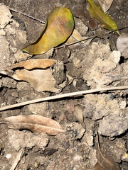 Duttaphrynus melanostictus