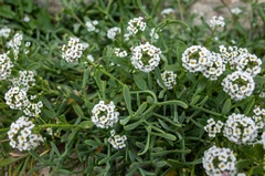 Lobularia maritima