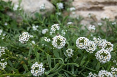Lobularia maritima