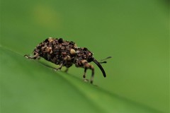 Colobodes billbergii