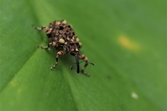 Colobodes billbergii