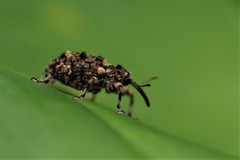 Colobodes billbergii