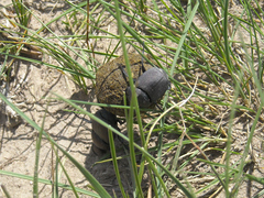Canthon pilularius