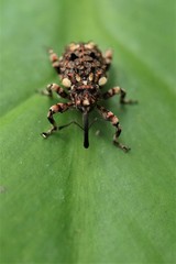 Colobodes billbergii