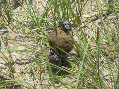 Canthon pilularius