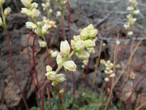 roundleaf alumroot (Heuchera cylindrica)  iNaturalist