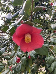 Camellia japonica