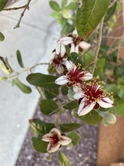 Feijoa