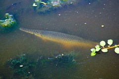 Lepisosteus oculatus