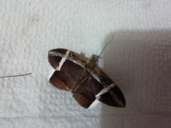 Hemeroblemma mexicana