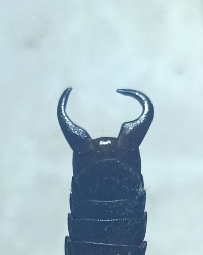 Maritime Earwig