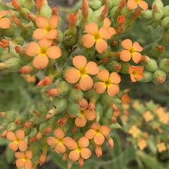 Kalanchoe lanceolata