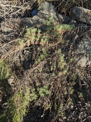 Artemisia palmeri