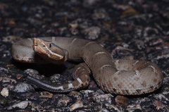Crotalus willardi willardi