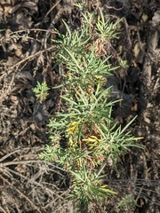 Artemisia palmeri