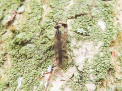 Sylvicola punctatus