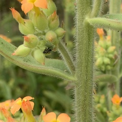 Kalanchoe lanceolata