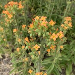 Kalanchoe lanceolata