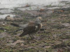 Turdus pilaris