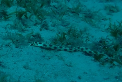 Myrichthys maculosus