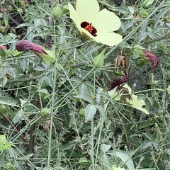 Hibiscus caesius