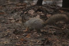 Sciurus vulgaris