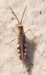 Psinidia fenestralis