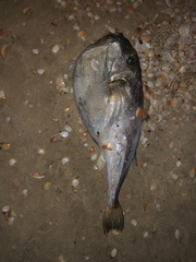 Lagocephalus guentheri