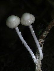 Heliomyces decolorans