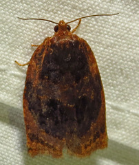 Archips infumatana