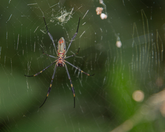 Trichonephila clavipes