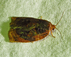 Archips infumatana