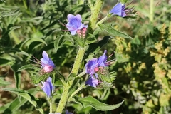 Echium vulgare