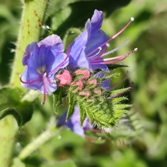 Echium vulgare