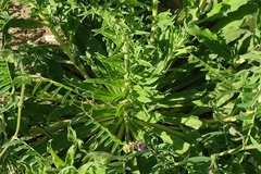 Echium vulgare