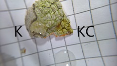 Pertusaria leioplaca