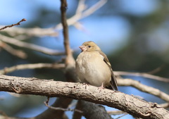Fringilla coelebs