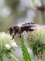 Apis dorsata binghami