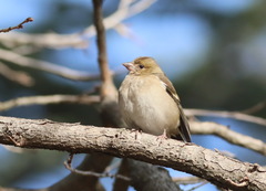 Fringilla coelebs