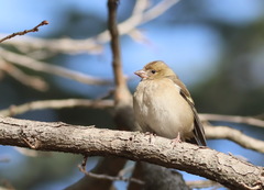 Fringilla coelebs