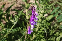 Vicia villosa