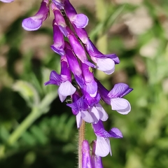 Vicia villosa